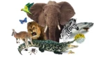 Logo of Voices of animals android Application 